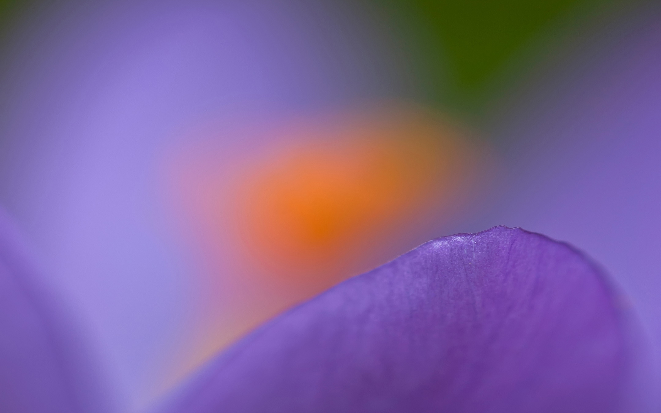 Purple Crocus Macro3724819769